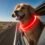 collar perro led – Opiniones y Guía de Compra