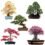 semilla bonsai – Opiniones y Guía de Compra