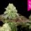semillas marihuana feminizadas – Opiniones y Guía de Compra